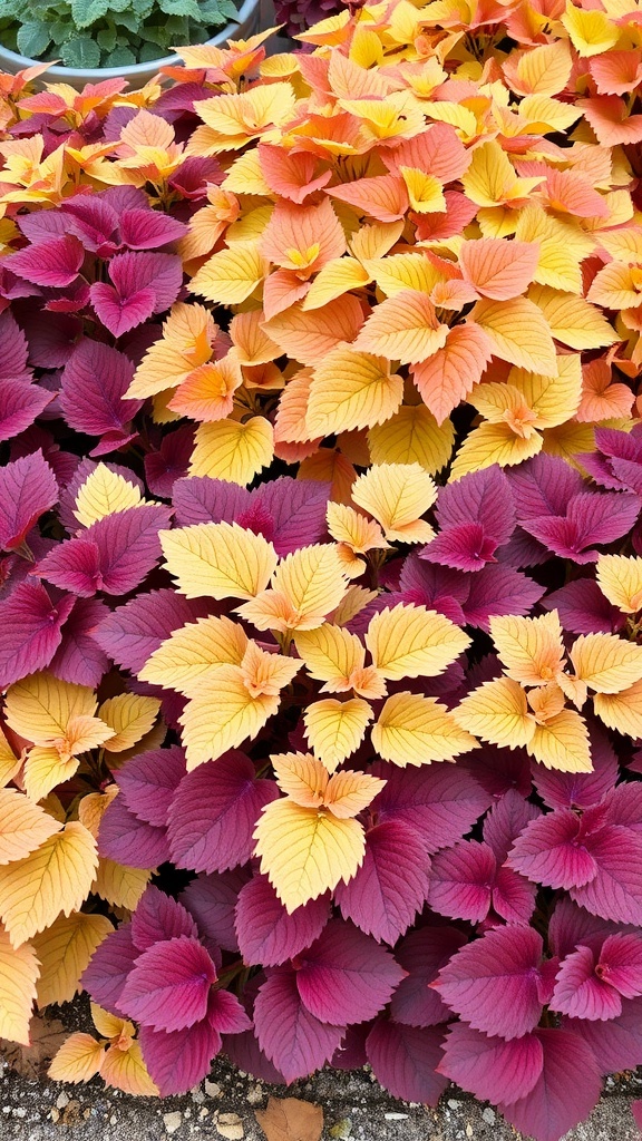 Colorful Heuchera leaves in shades of purple and yellow