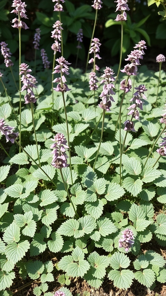 A cluster of Lamium plants with purple flowers and green foliage.