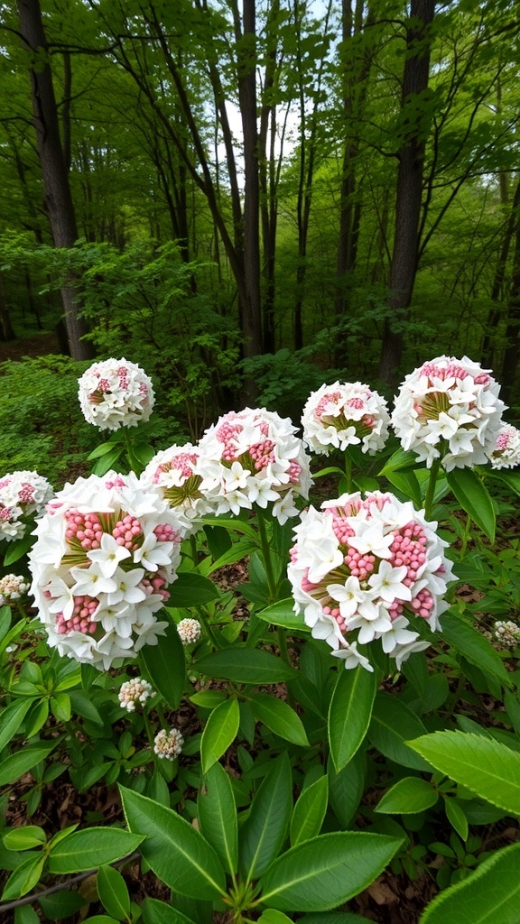 Mountain Laurel flowers in a green forest setting