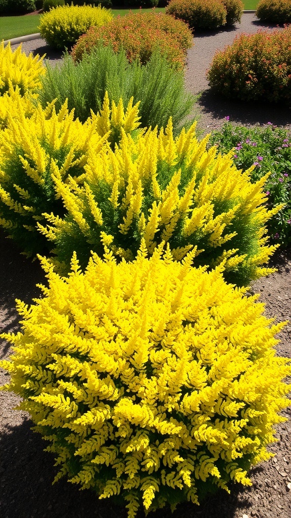 A vibrant display of Gold Mound Spirea with bright yellow foliage in a garden setting.