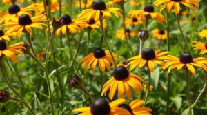 Full Sun For Flowers