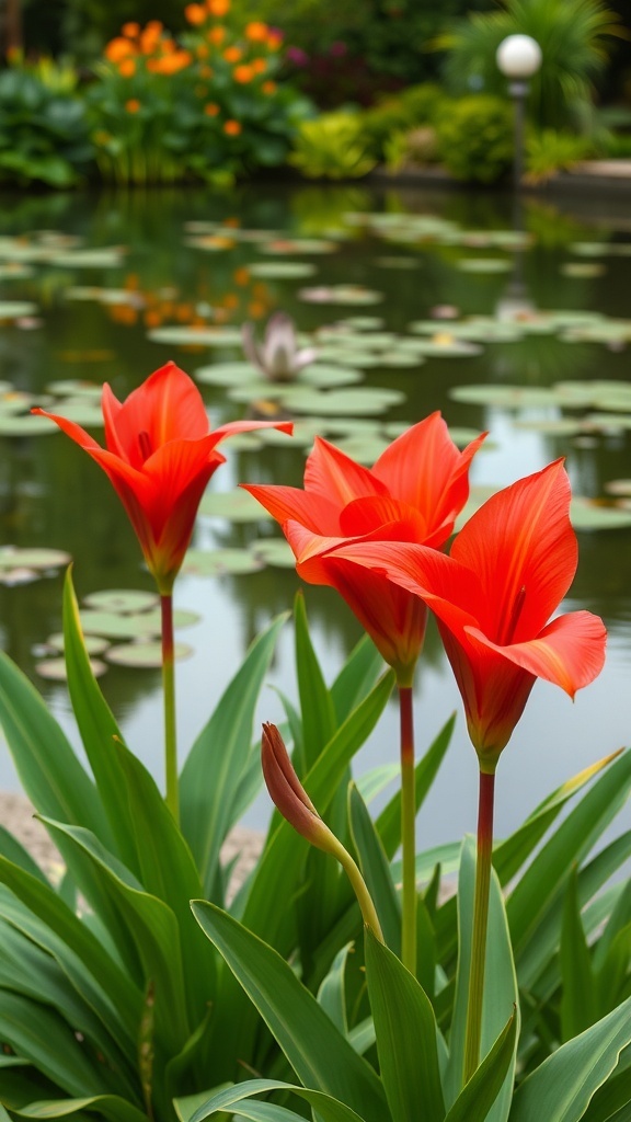 Canna lilies with bright red flowers near a pond
