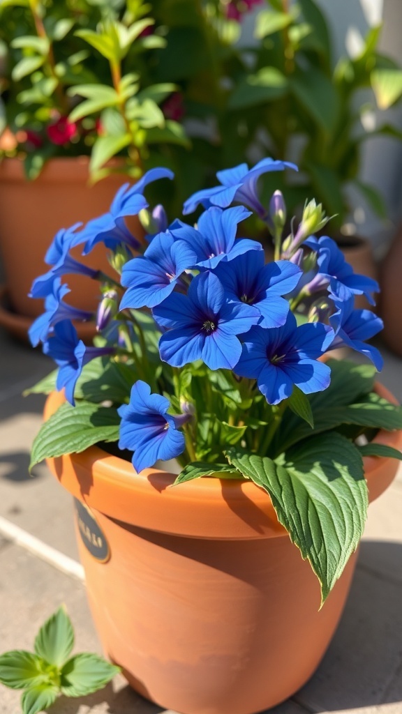 A vibrant blue Lobelia plant in a terracotta pot, showcasing its beautiful flowers and green leaves.