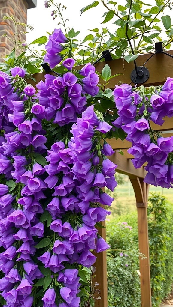 A close-up of vibrant purple sweet pea flowers cascading from a trellis.