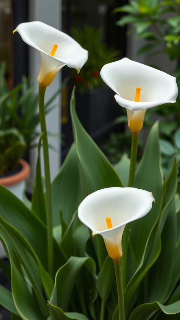 Three elegant white calla lilies with yellow centers surrounded by green leaves.