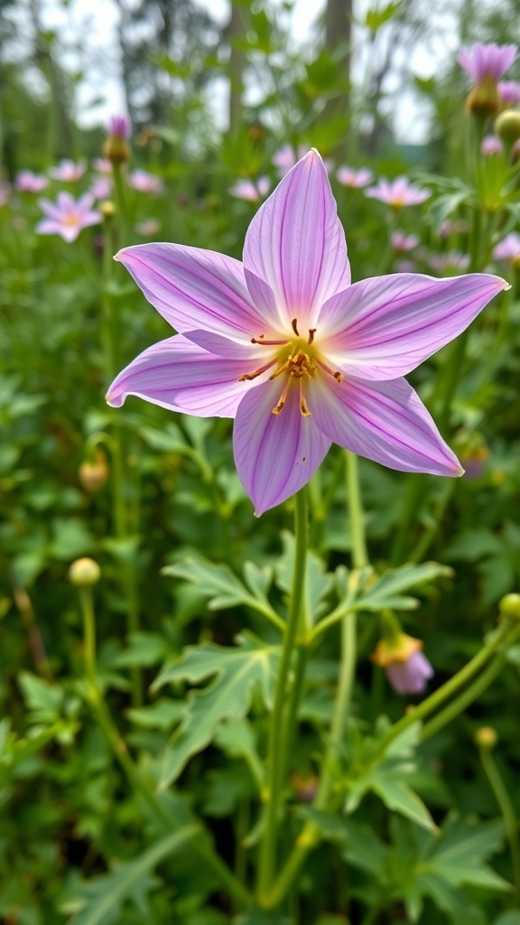A close-up of a beautiful purple columbine flower with star-shaped petals.