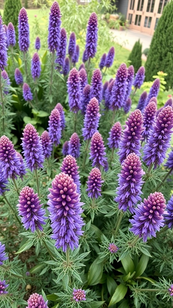 A close-up view of Caryopteris, also known as Blue Mist Shrub, showcasing its vibrant purple flowers.