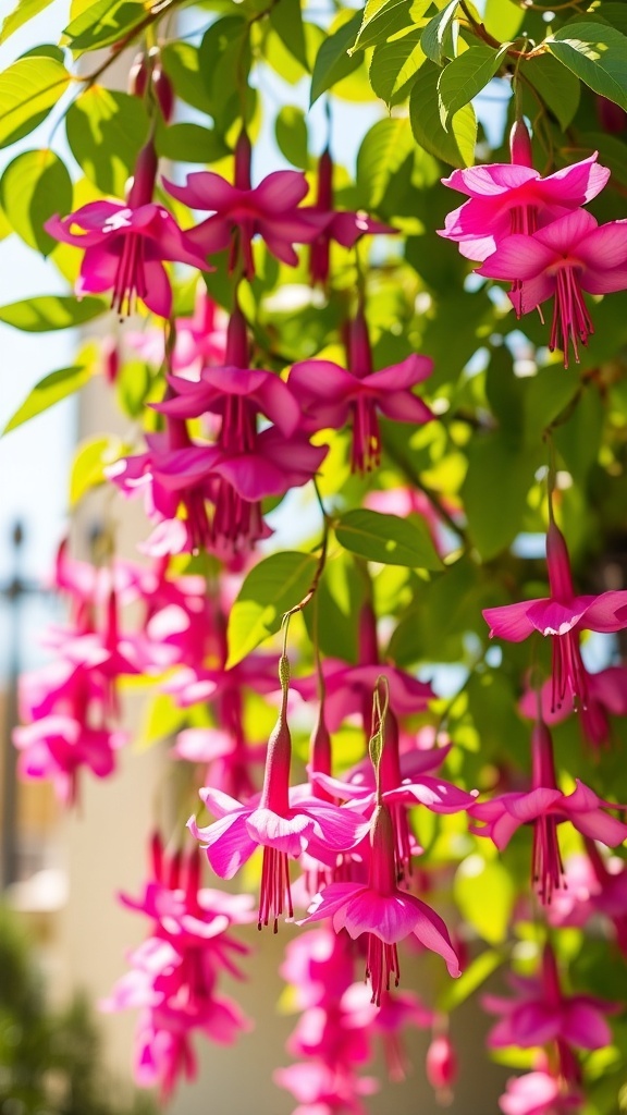 Close-up of vibrant pink fuchsia flowers hanging from green leaves
