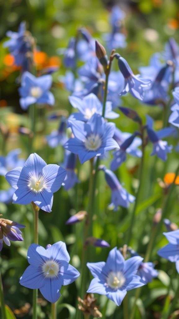 A close-up of colorful blue bellflowers blooming in a garden