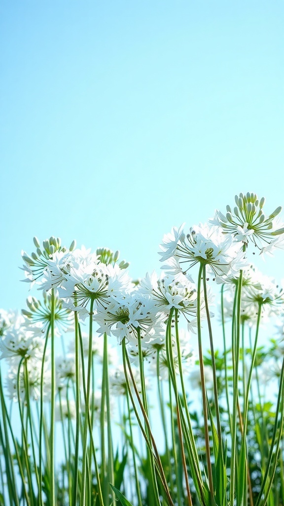 Bright white agapanthus flowers against a clear blue sky