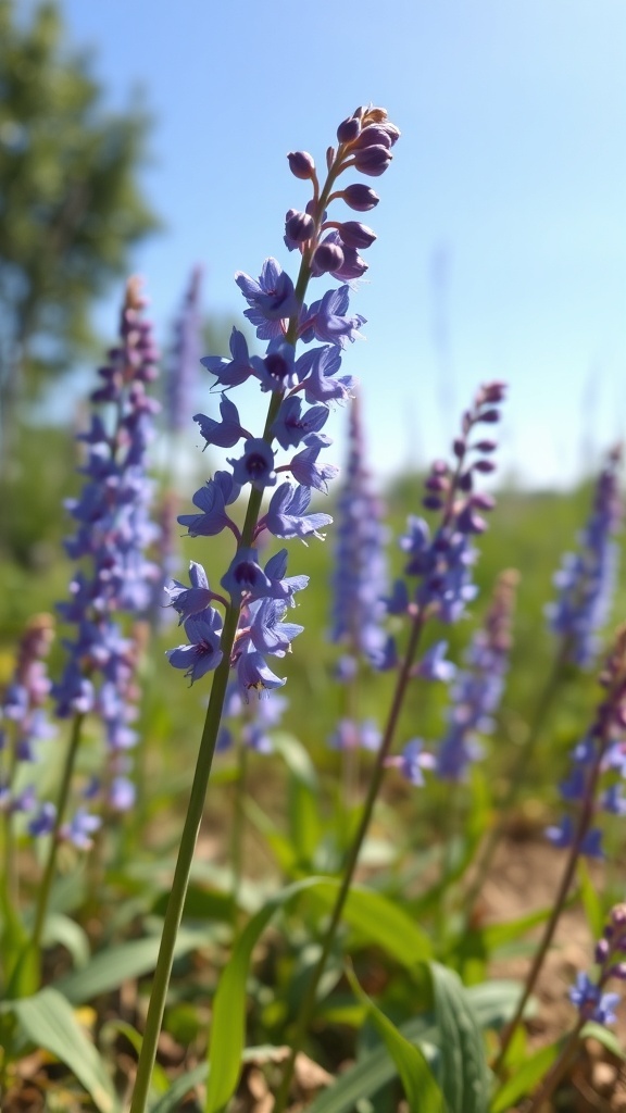 Beautiful blue larkspur flowers in full sun