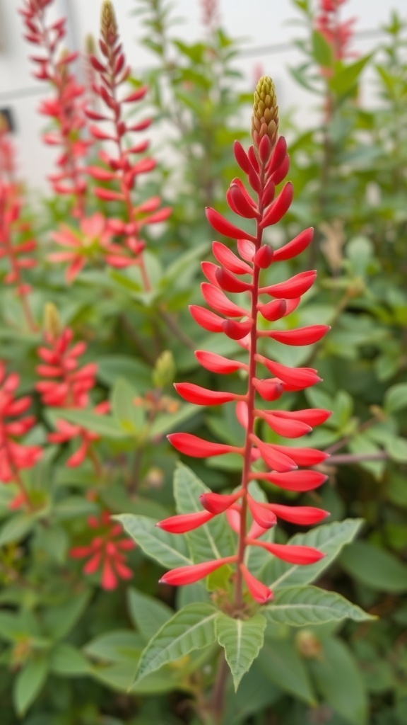 Close-up of Firecracker Plant with red flowers and green leaves