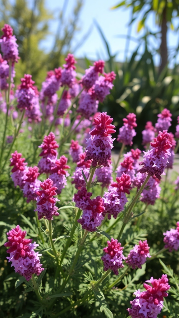 A vibrant display of cheerful verbena flowers in shades of purple and pink, thriving in a sunny garden setting.