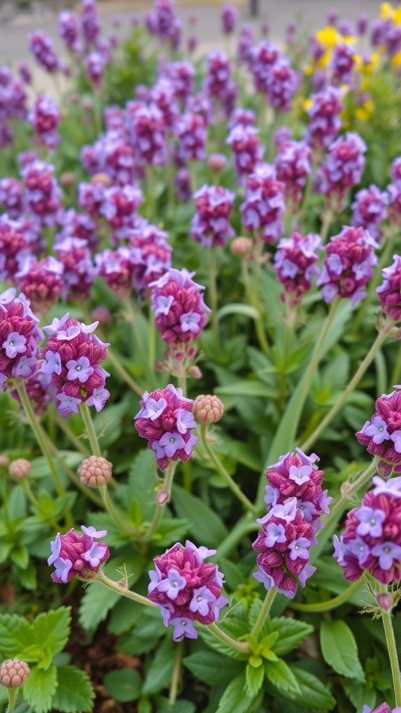 Clusters of vibrant purple verbena flowers in a garden setting.