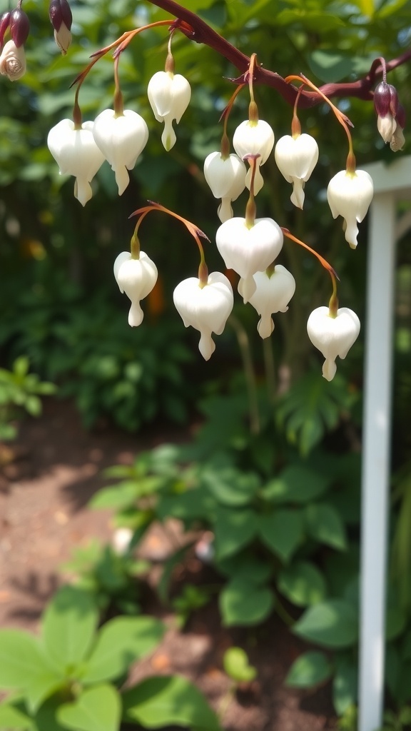 Close-up of white bleeding heart flowers hanging from a stem in a garden