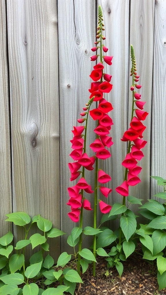 Tall red foxglove flowers against a wooden fence