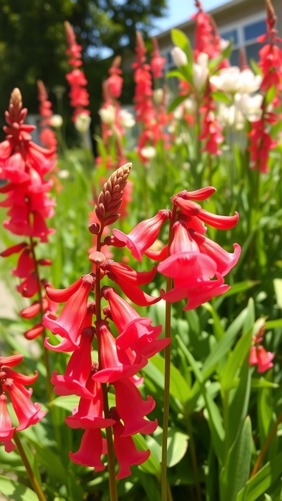 Close-up of coral bells flowers in full bloom, showcasing their vibrant coral color and delicate shape.