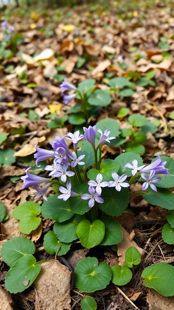 A cluster of violet flowers surrounded by green leaves and fallen leaves.