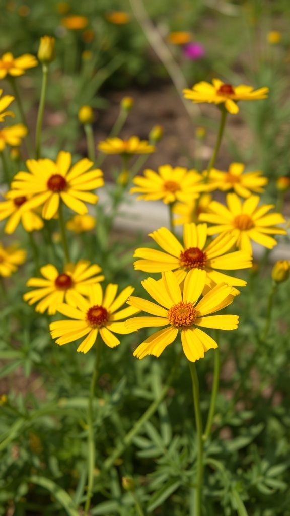 Bright yellow Coreopsis flowers in a garden