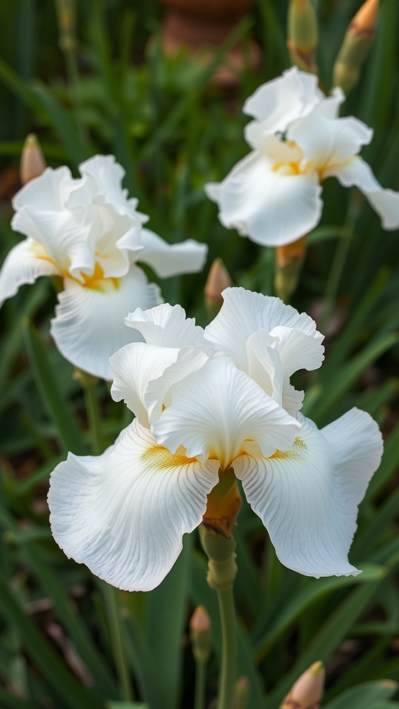 Three elegant white irises with delicate petals and green foliage in the background.