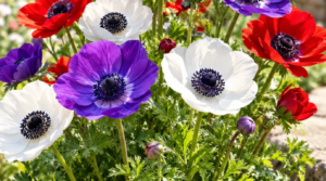 Anemone plant care