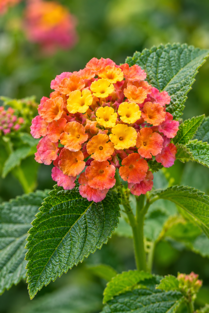 Close-up of a lantana flower cluster with yellow, orange, and pink flowers of different ages