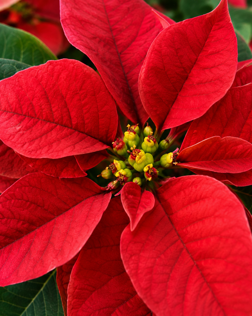 Close-up of poinsettia red bracts and tiny yellow true flowers