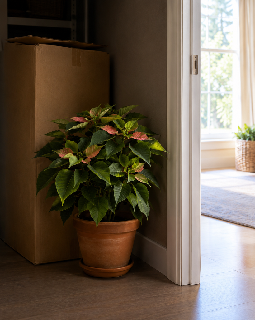 Poinsettia beside a cardboard box used to provide darkness for reblooming